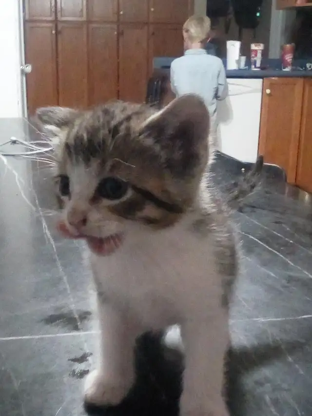 Kittens