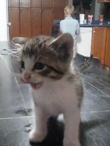 Kittens