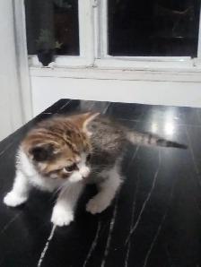 Kittens - Photo 2