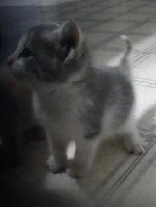 Kittens - Photo 3