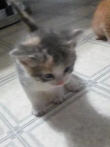 Kittens - Photo 4