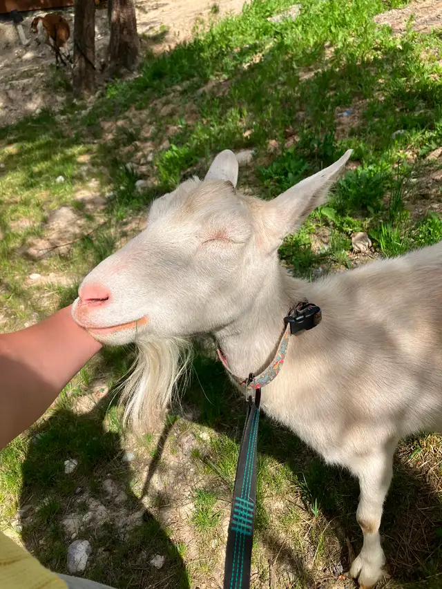 Saanen dairy doe, milk goat, dairy goat