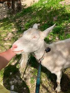 Saanen dairy doe, milk goat, dairy goat
