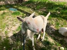 Saanen dairy doe, milk goat, dairy goat - Photo 2
