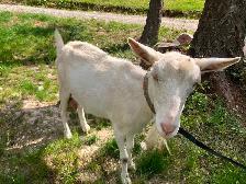 Saanen dairy doe, milk goat, dairy goat - Photo 3