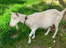 Saanen dairy doe, milk goat, dairy goat - Photo 4