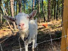 Saanen dairy doe, milk goat, dairy goat - Photo 5