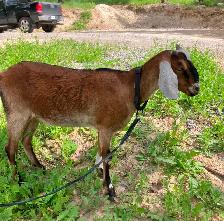 Saanen dairy doe, milk goat, dairy goat - Photo 6