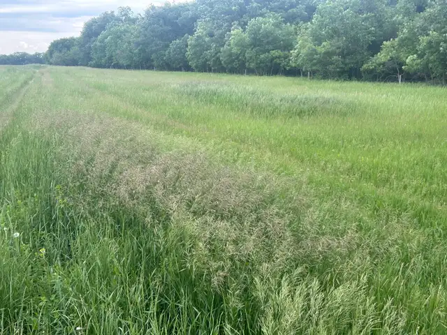 TWO FREE PLOTS OF HAY