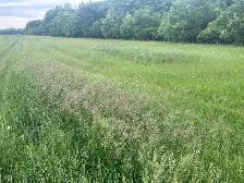 TWO FREE PLOTS OF HAY