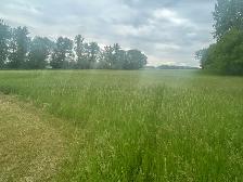 TWO FREE PLOTS OF HAY - Photo 4