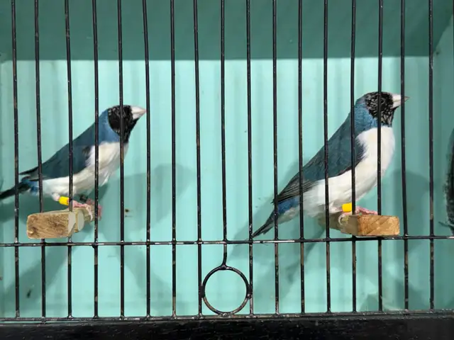 Gouldian finches