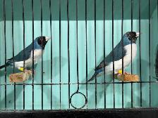 Gouldian finches