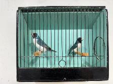 Gouldian finches - Photo 2