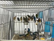 Gouldian finches - Photo 3
