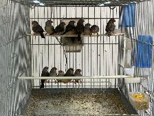 Gouldian finches - Photo 4