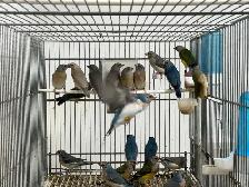 Gouldian finches - Photo 5