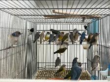 Gouldian finches - Photo 6