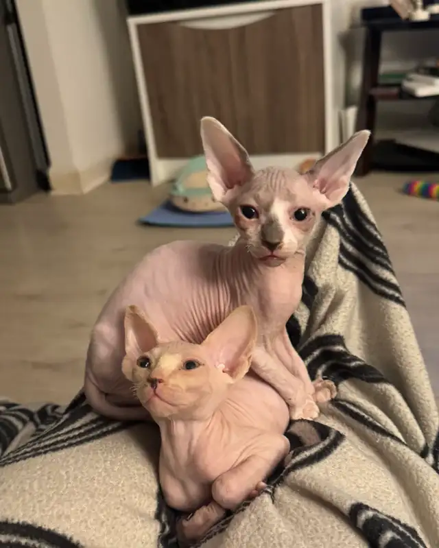 chatons SPHYNX