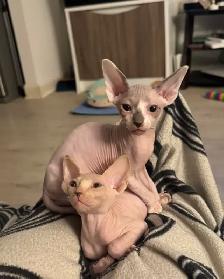 chatons SPHYNX