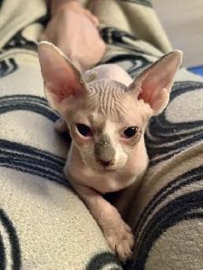 chatons SPHYNX - Photo 3