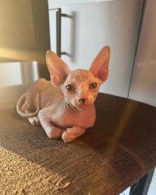 chatons SPHYNX - Photo 4