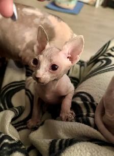chatons SPHYNX - Photo 5