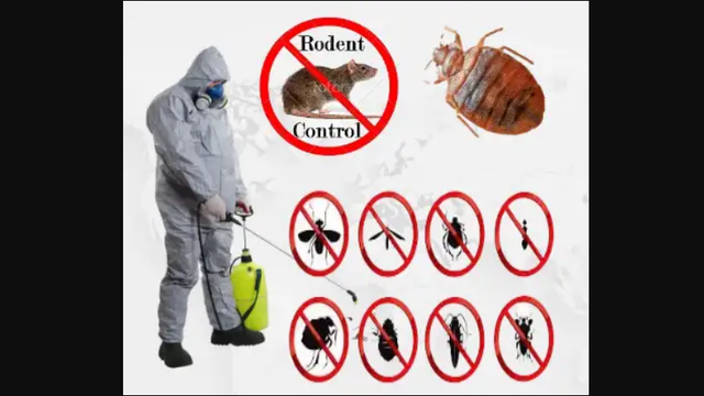 Pest Control Exterminator Bedbug Mice Service 99 $ 647-609-8202