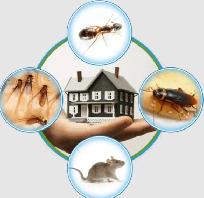 Pest Control Exterminator Bedbug Mice Service 99 $ 647-609-8202 - Photo 2