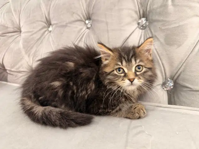 ❤️ Siberian kittens ❤️(437) 292-1163