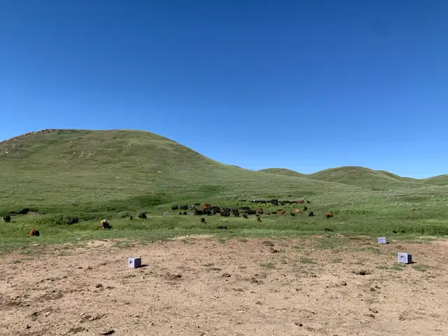 Cattle feed bales / cattle pasture land for rent 2027 season