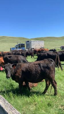 Cattle feed bales / cattle pasture land for rent 2027 season - Photo 2
