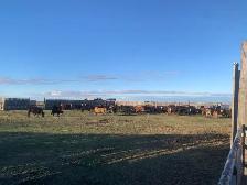 Cattle feed bales / cattle pasture land for rent 2027 season - Photo 3