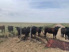 Cattle feed bales / cattle pasture land for rent 2027 season - Photo 4