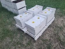 7 FRAME NUC BROOD CHAMBERS - Photo 2
