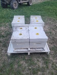 7 FRAME NUC BROOD CHAMBERS - Photo 3