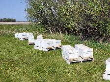 7 FRAME NUC BROOD CHAMBERS - Photo 9