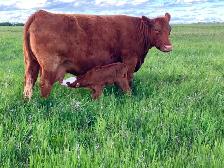 Two week old calf