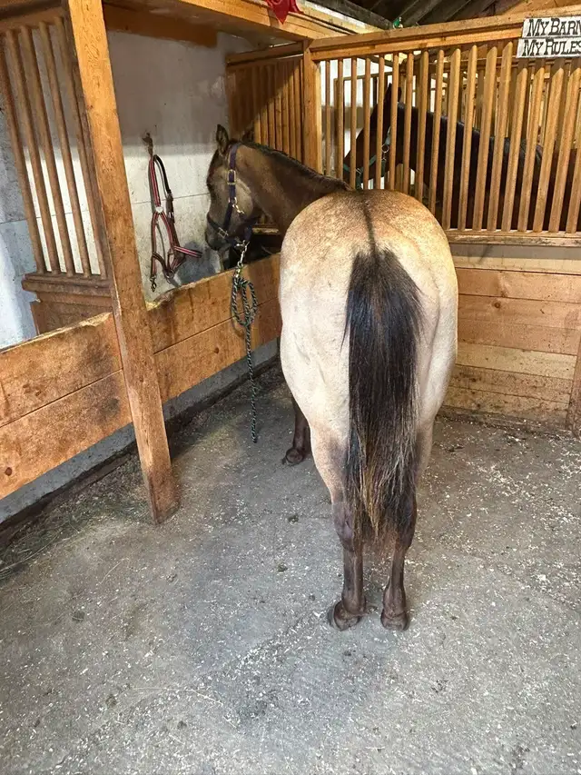 unregistered AQHA yearling gelding
