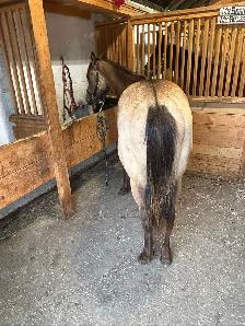 unregistered AQHA yearling gelding