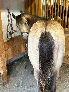 unregistered AQHA yearling gelding - Photo 2