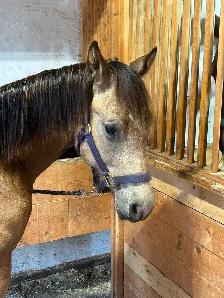 unregistered AQHA yearling gelding - Photo 3