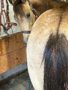 unregistered AQHA yearling gelding - Photo 4