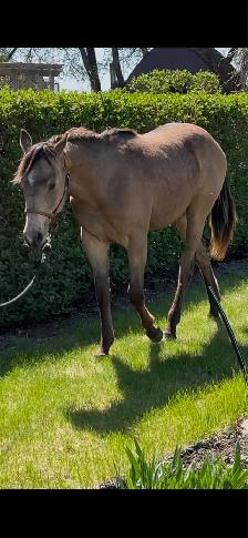 unregistered AQHA yearling gelding - Photo 5