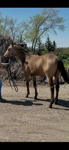 unregistered AQHA yearling gelding - Photo 6