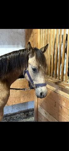 unregistered AQHA yearling gelding - Photo 7