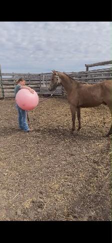 unregistered AQHA yearling gelding - Photo 8