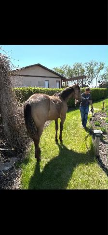 unregistered AQHA yearling gelding - Photo 9