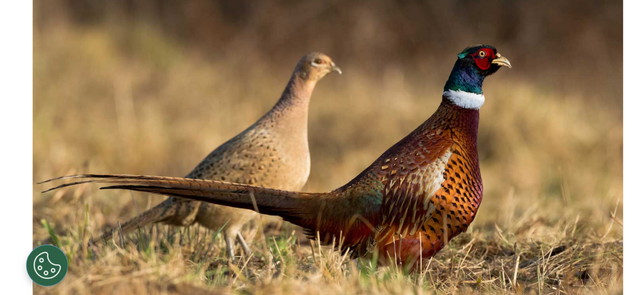 Ring Neck Pheasant Chicks