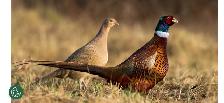 Ring Neck Pheasant Chicks